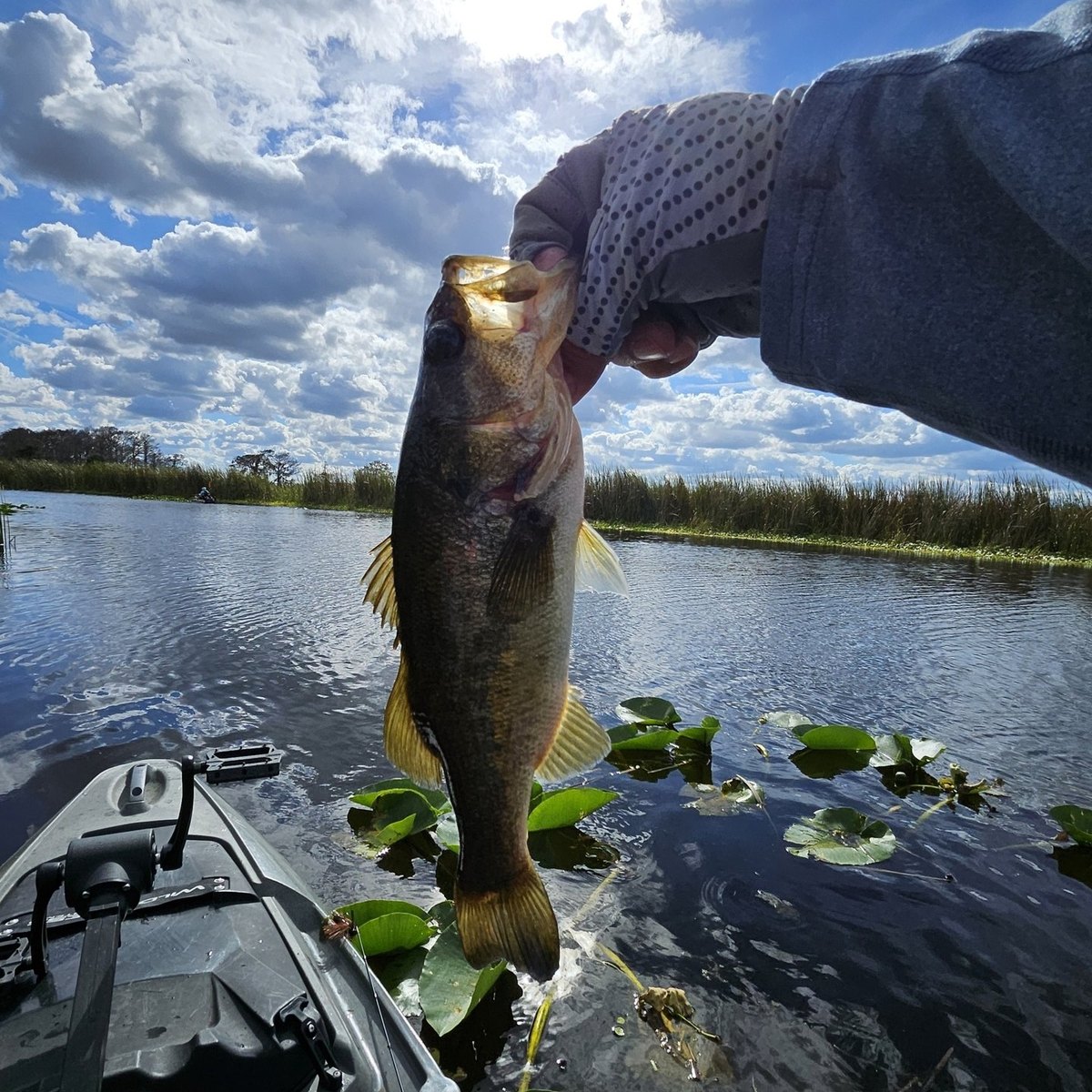 Largemouth Bass — 1 lbs