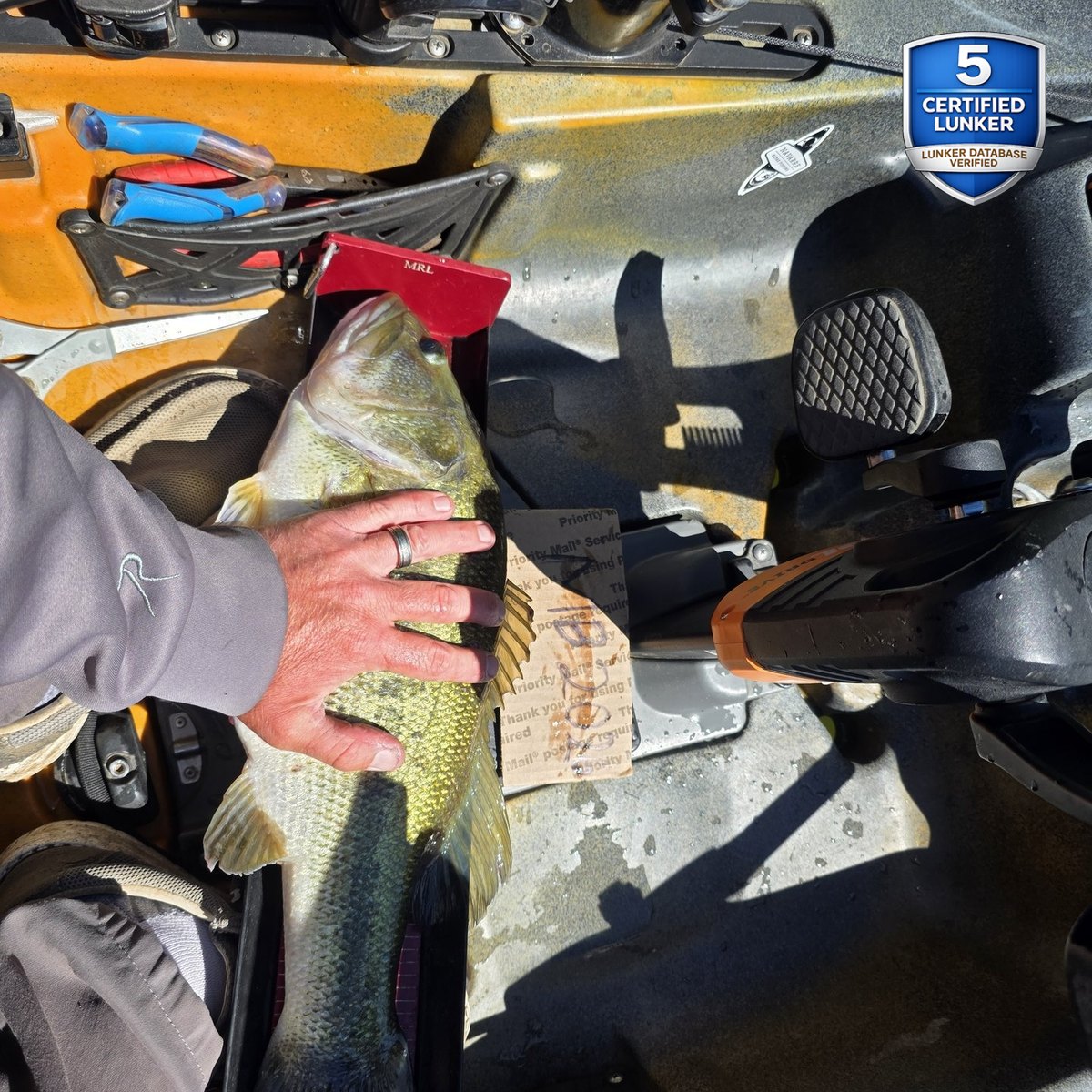 Largemouth Bass — 5 lbs 2 oz