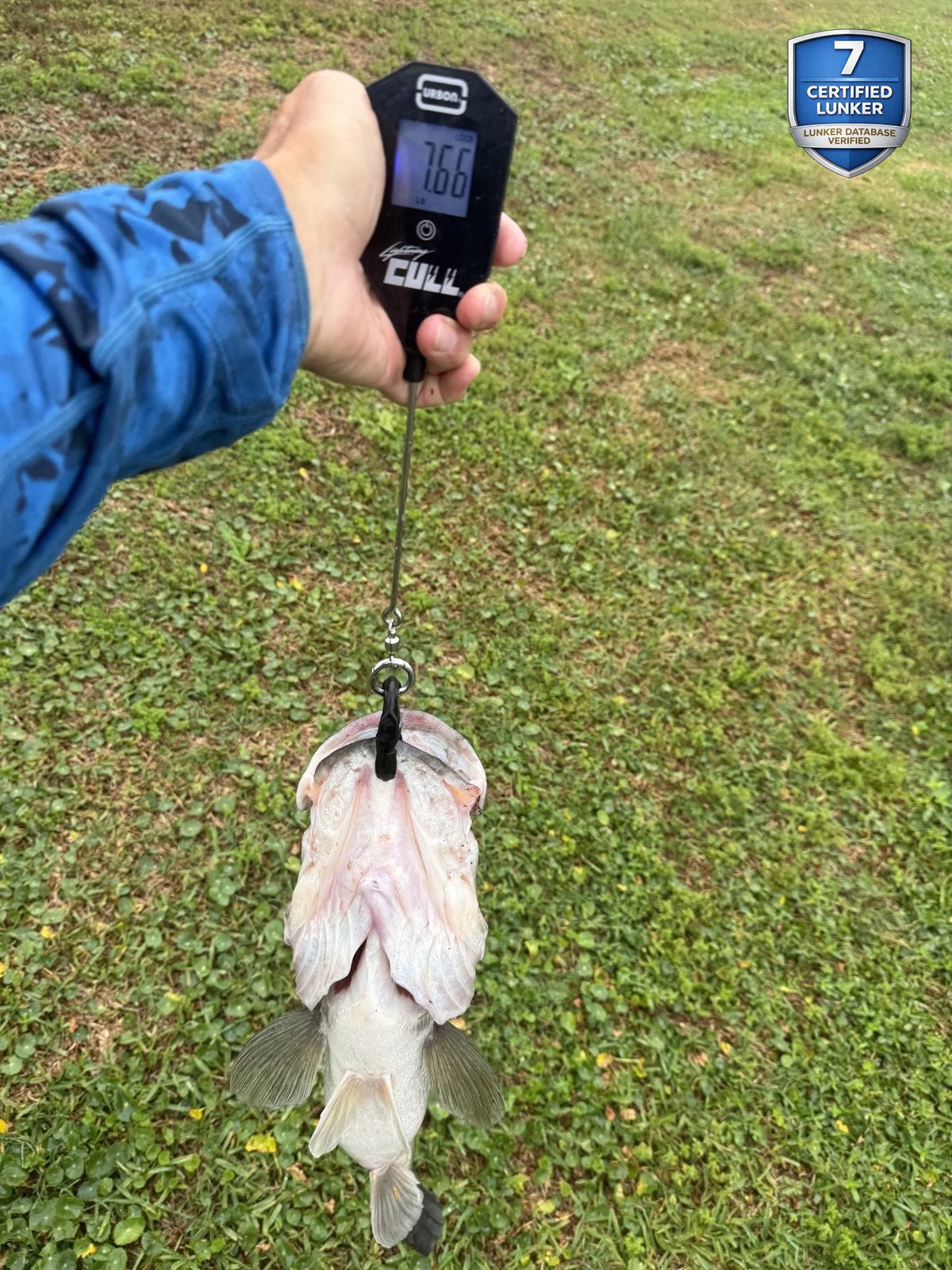 Largemouth Bass catch photo 2