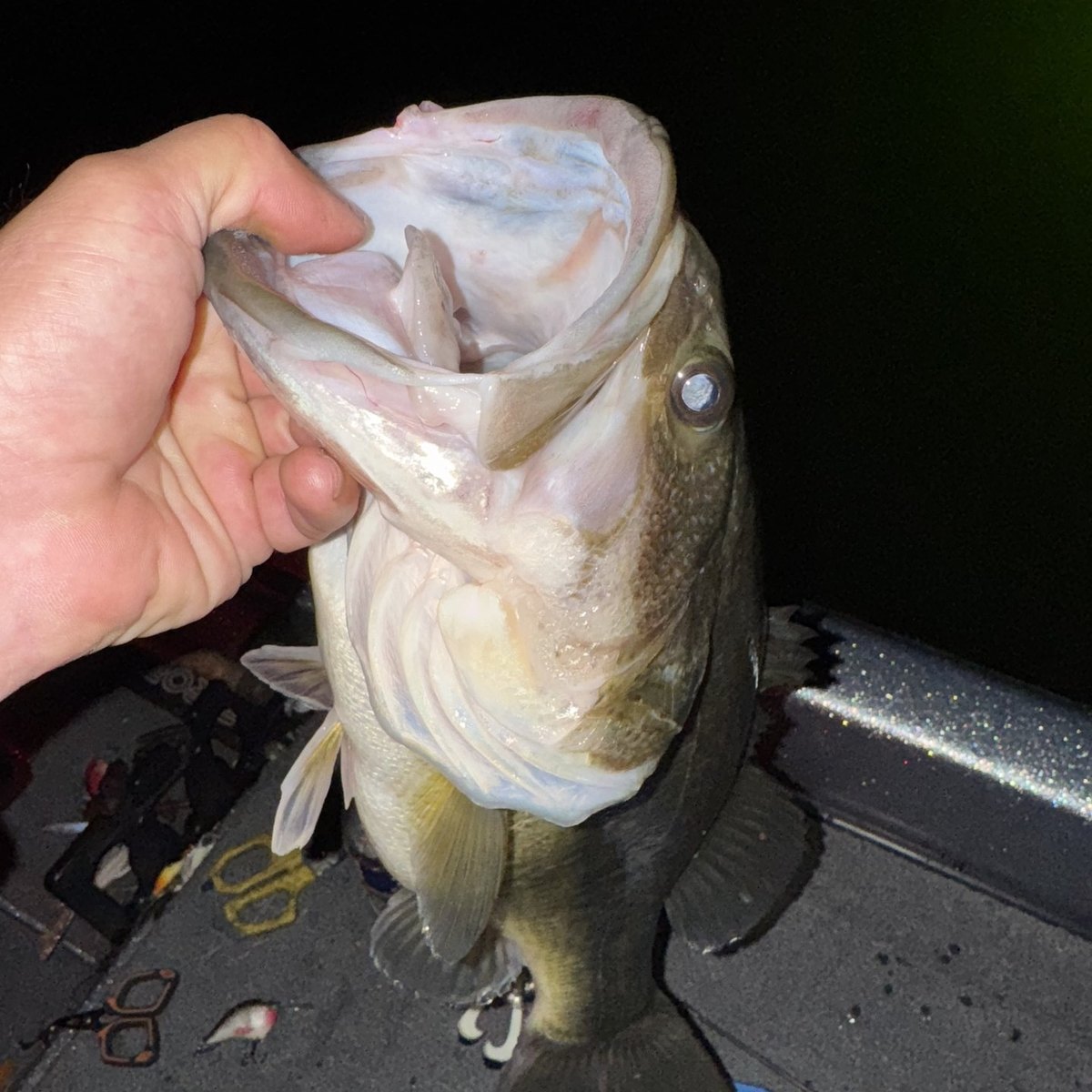 Largemouth Bass — 4 lbs 13 oz