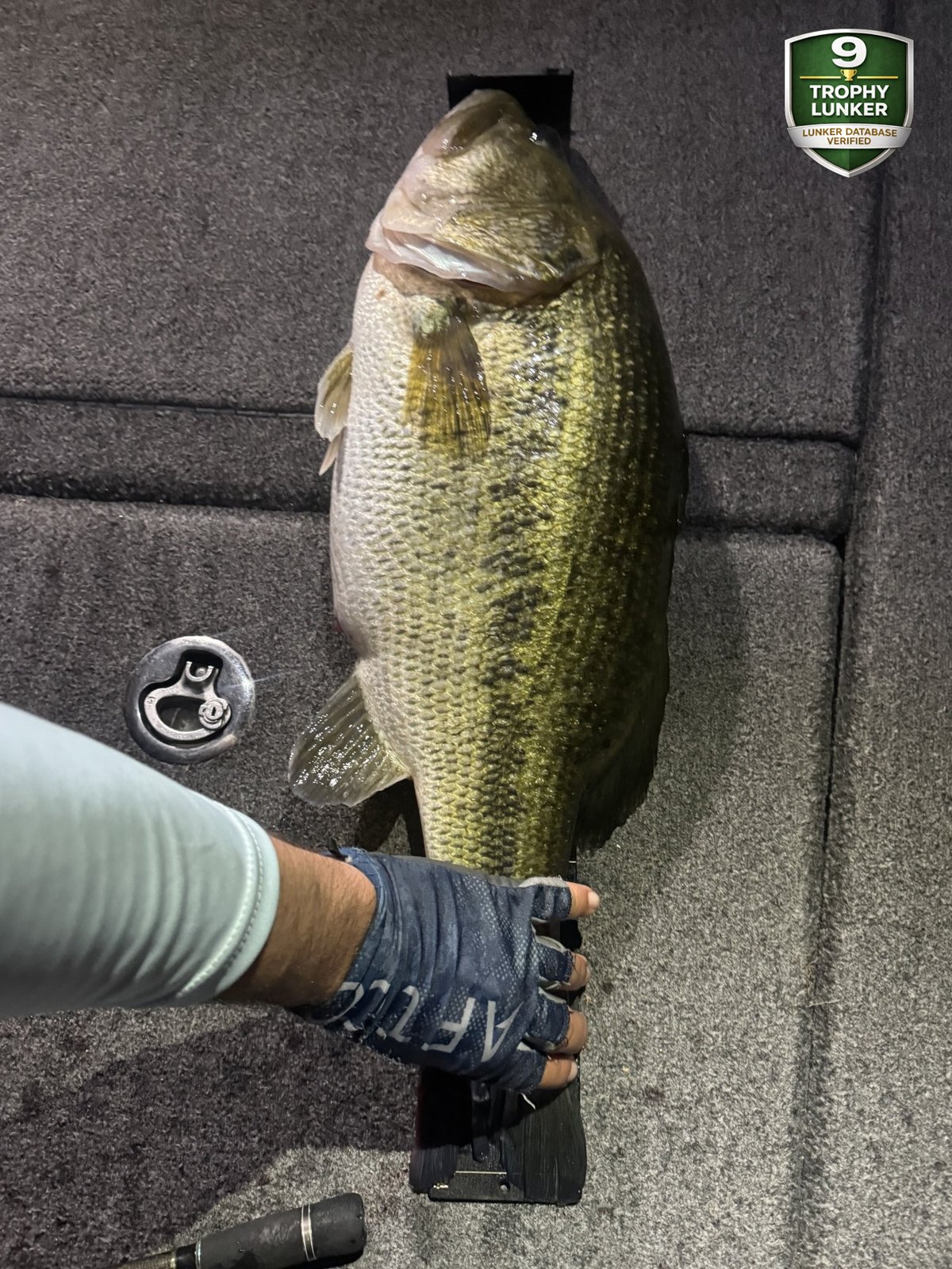 Largemouth Bass catch photo 3