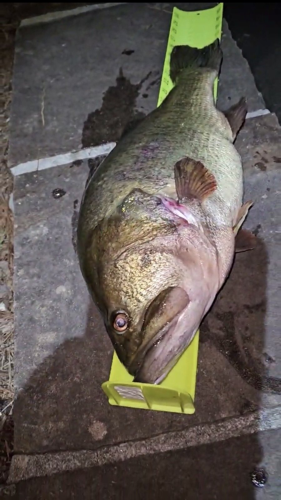 Largemouth Bass catch photo 3