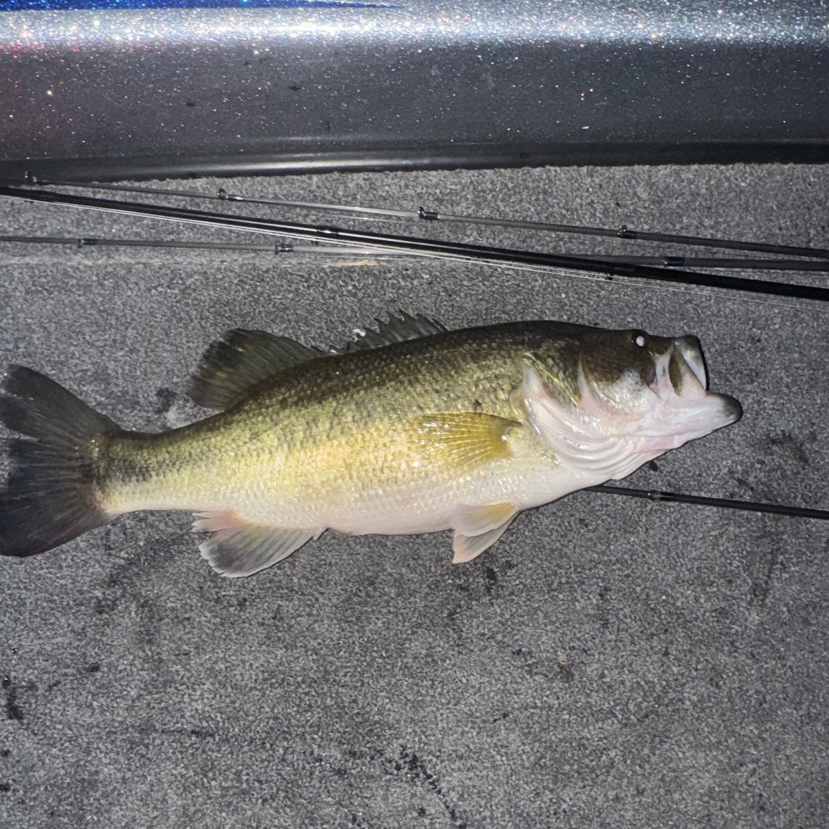 Largemouth Bass — 1 lbs
