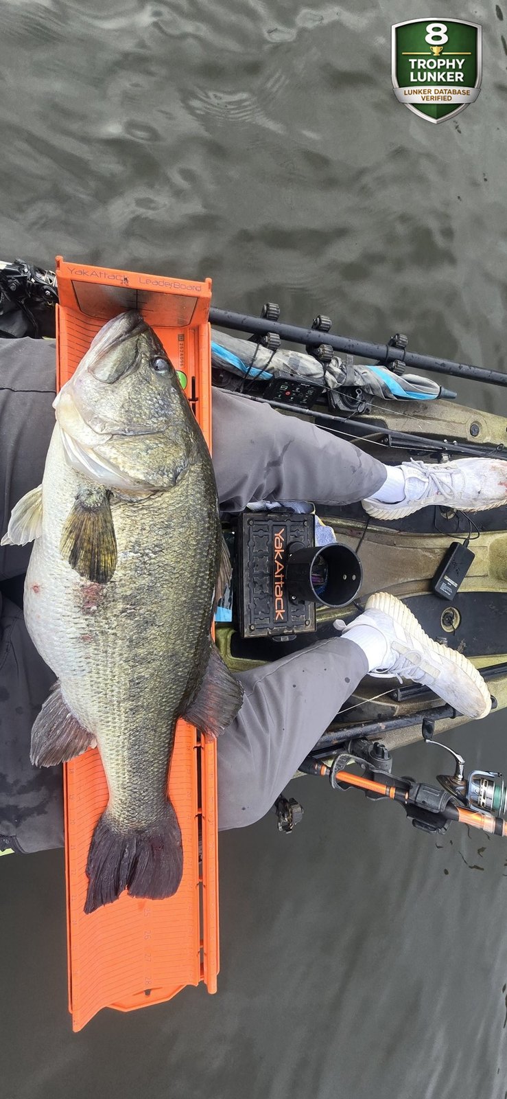 Largemouth Bass catch photo 3