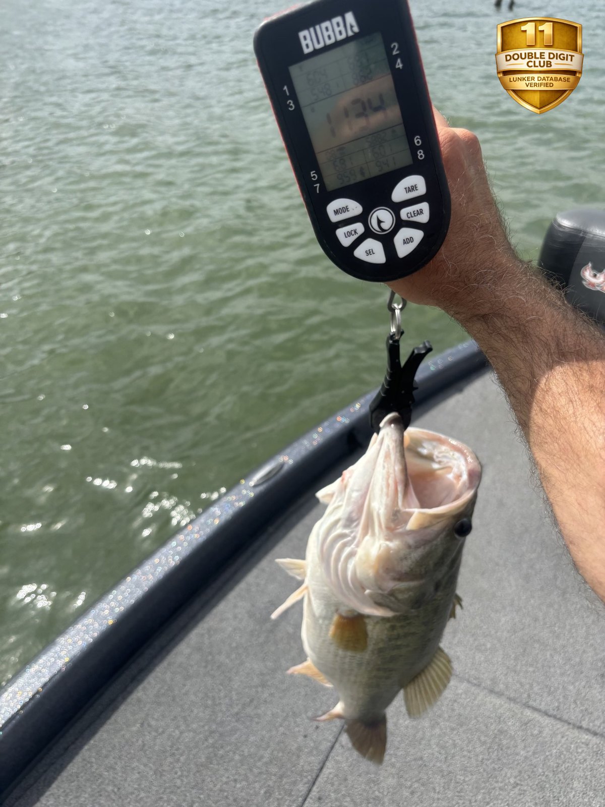 Largemouth Bass catch photo 2