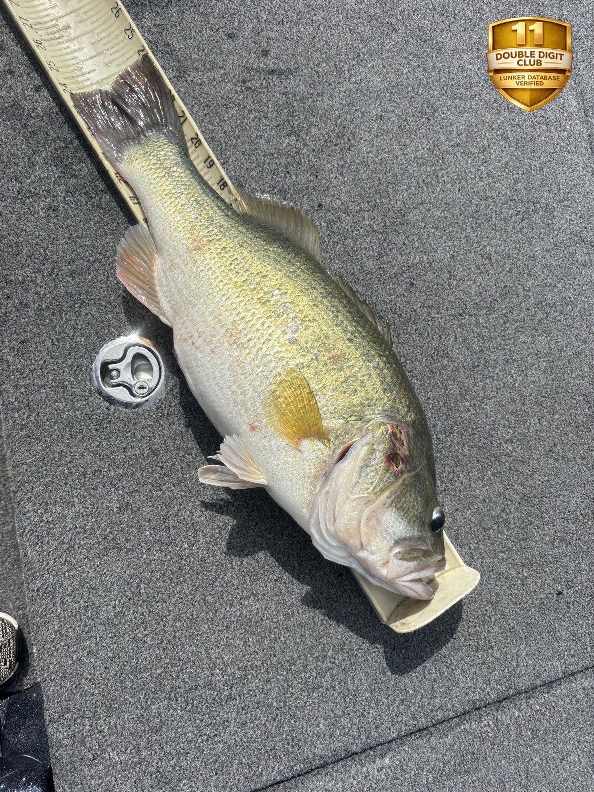 Largemouth Bass catch photo 3