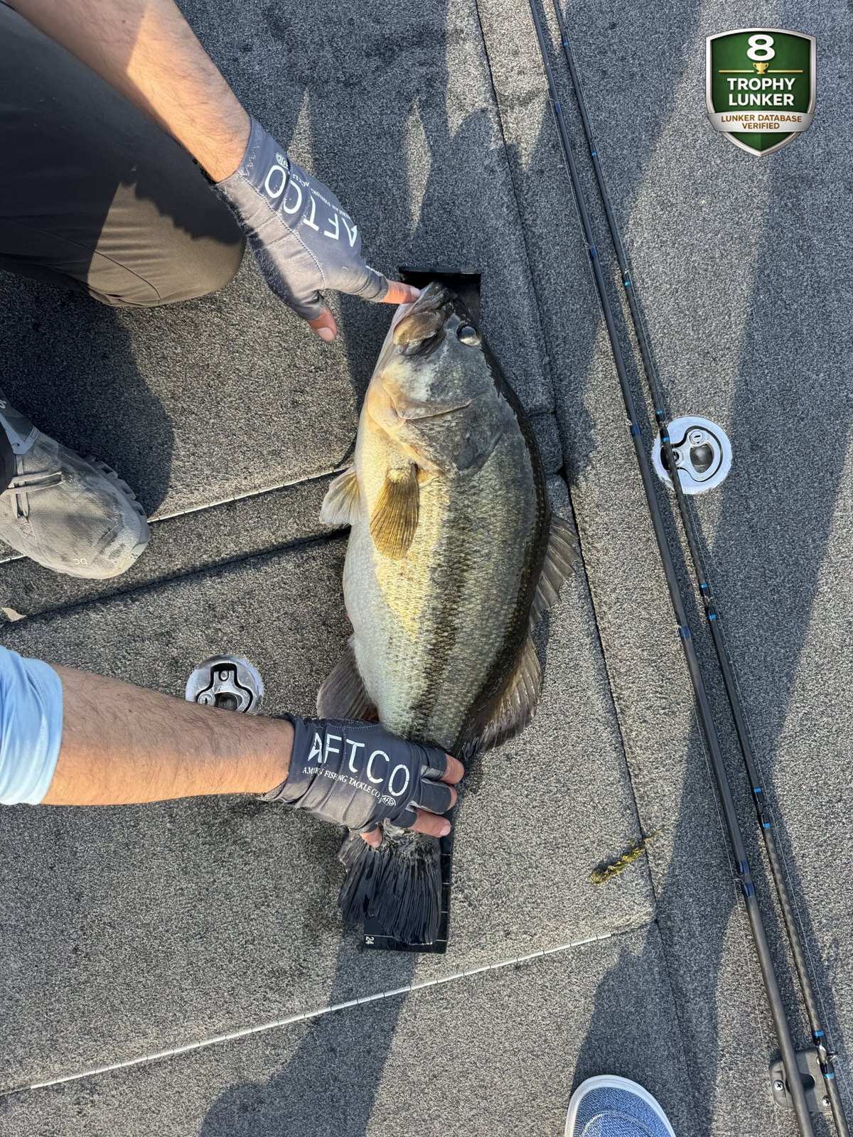 Largemouth Bass catch photo 3
