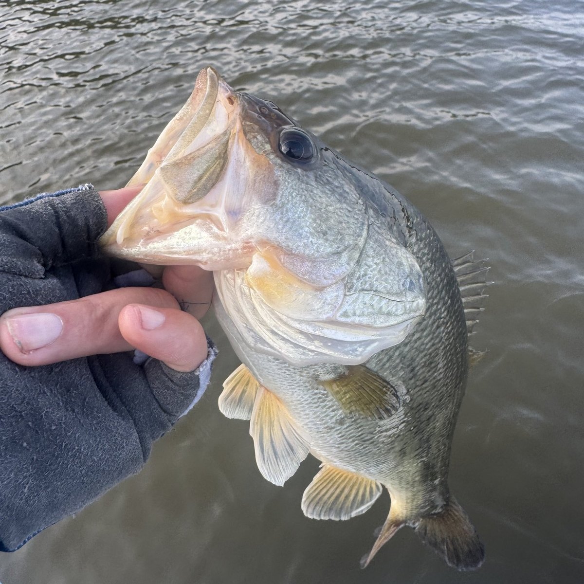 Largemouth Bass — 2 lbs