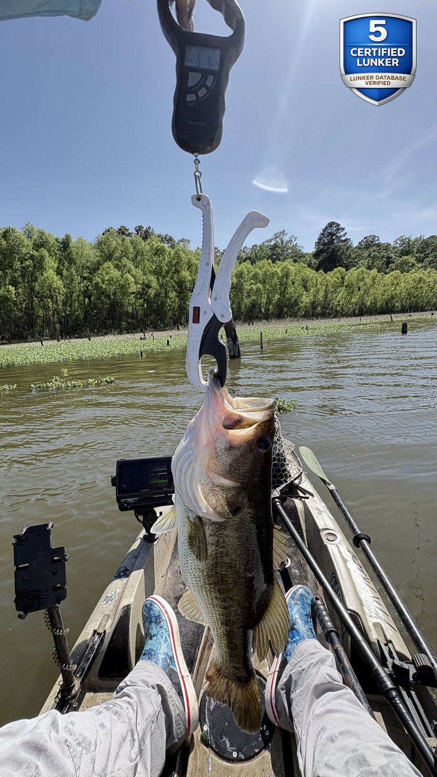 Largemouth Bass catch photo 2