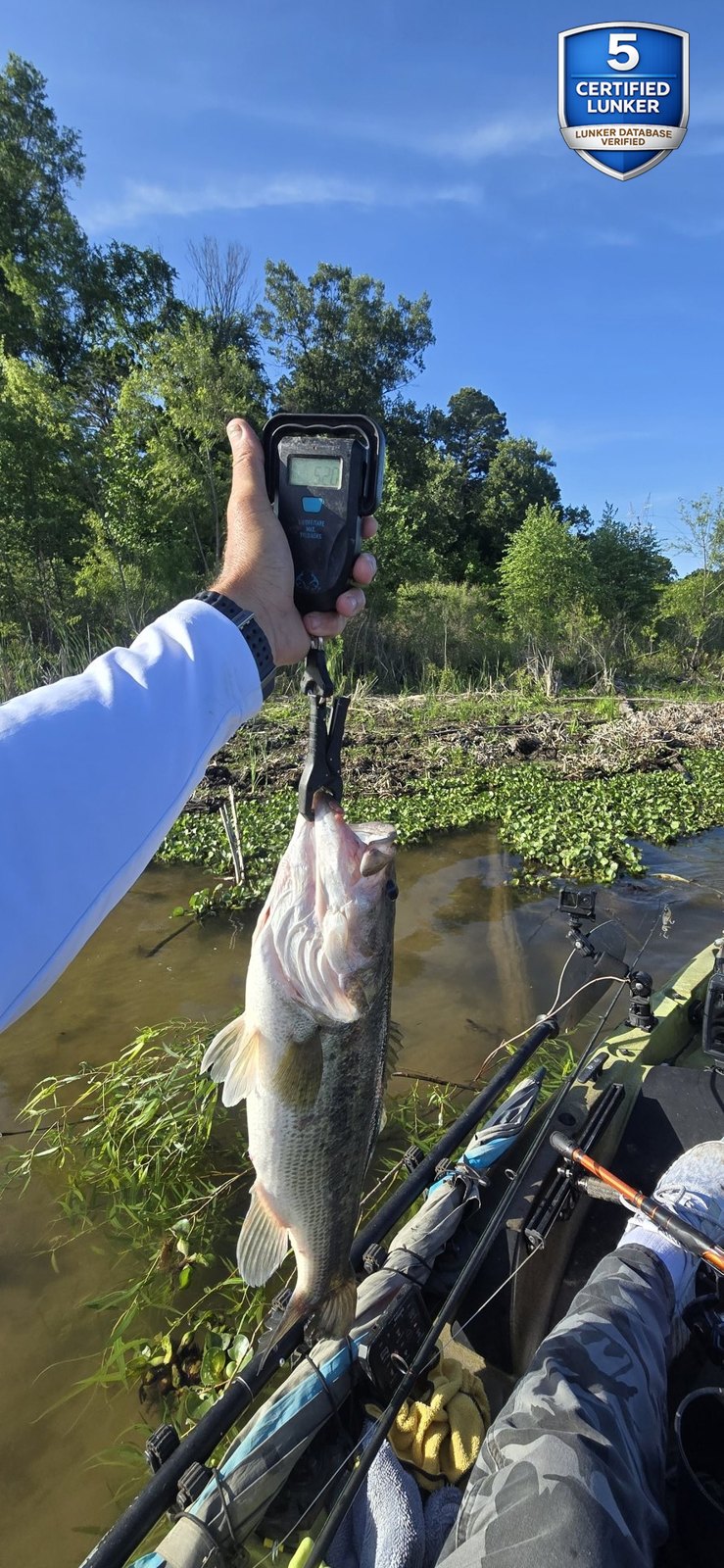 Largemouth Bass catch photo 2