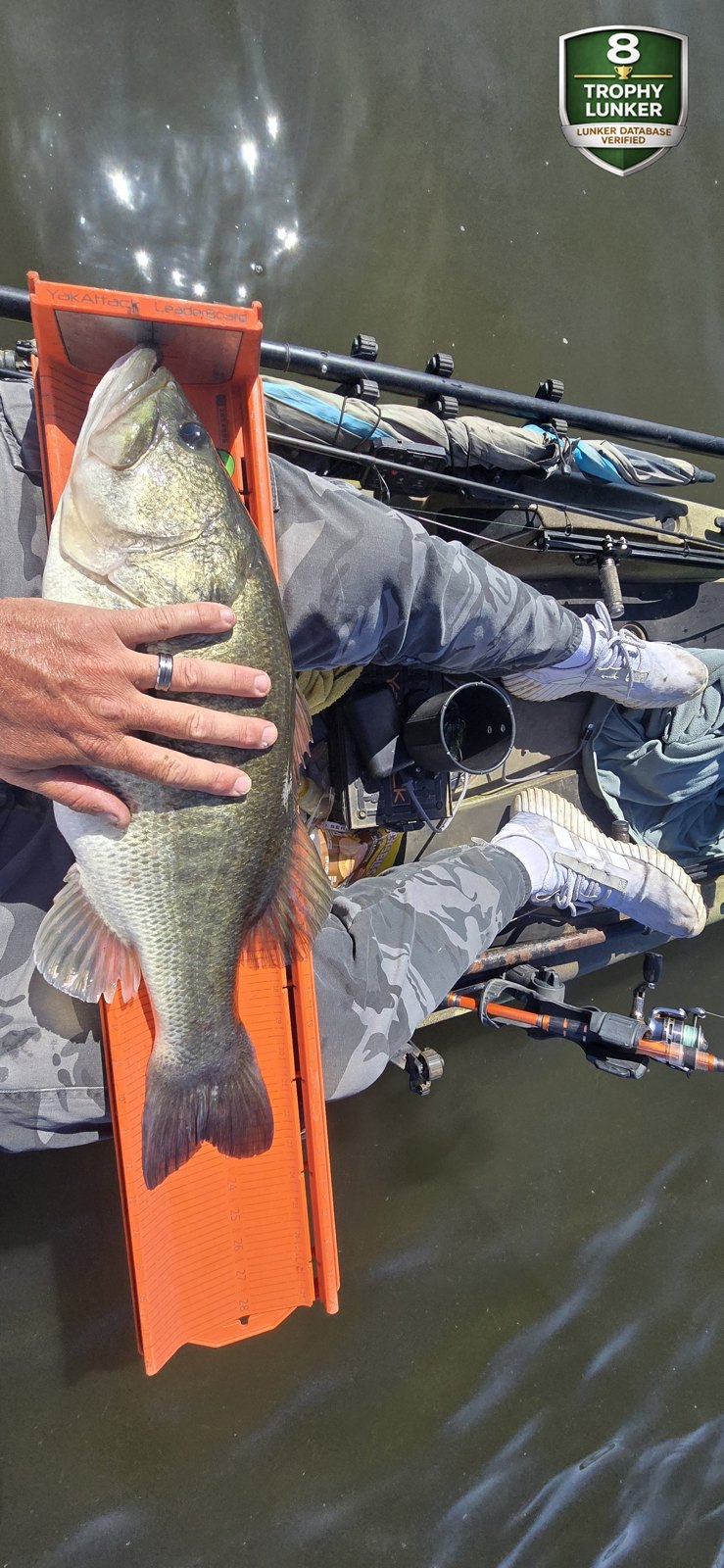 Largemouth Bass catch photo 3
