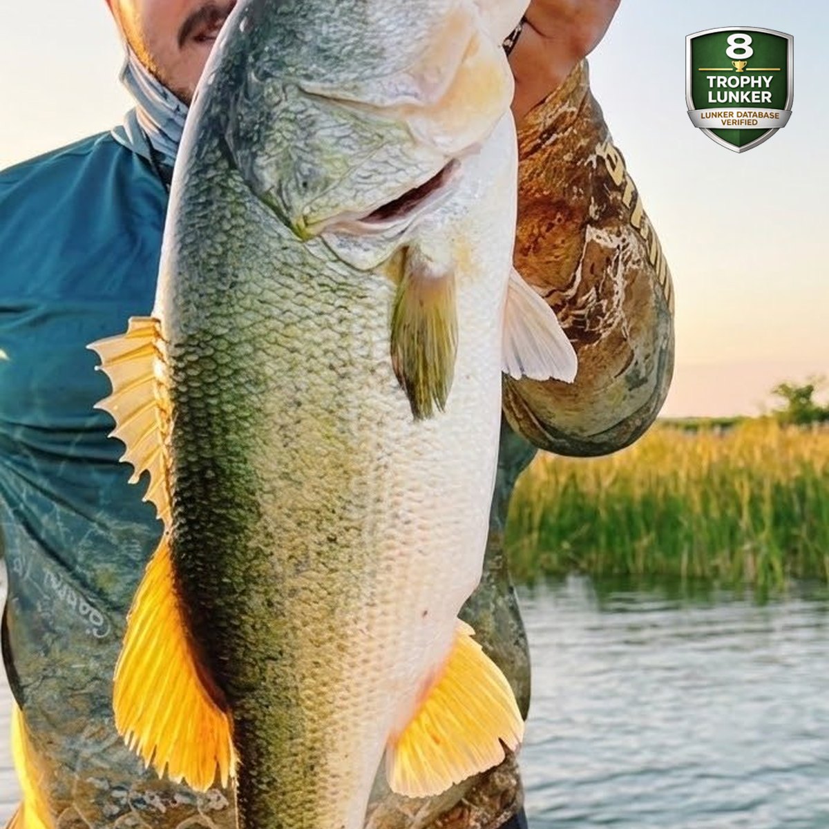 Largemouth Bass — 8 lbs