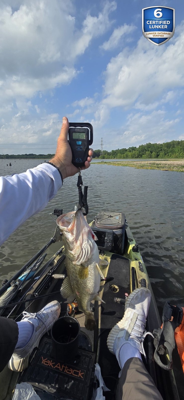 Largemouth Bass catch photo 2