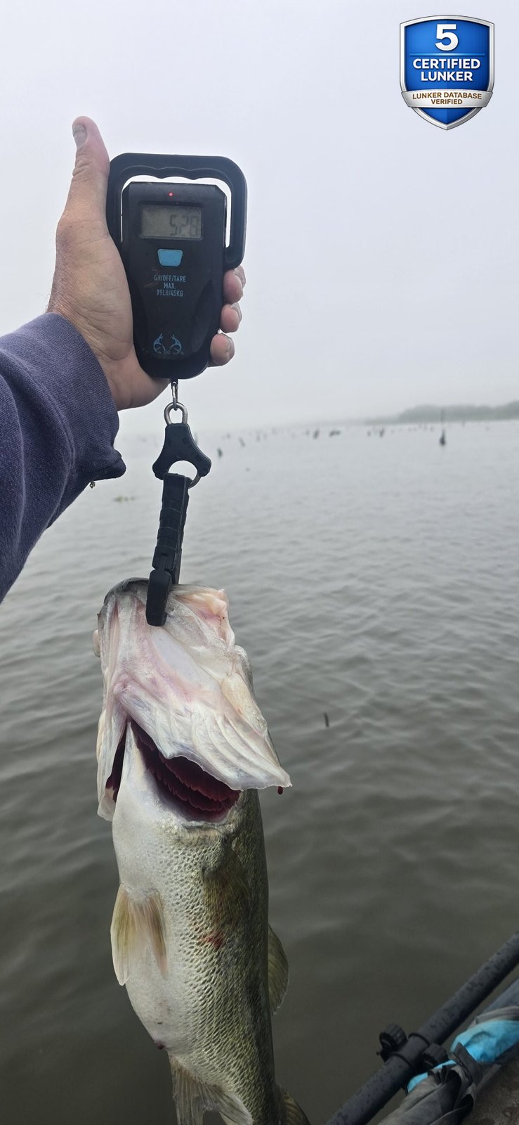 Largemouth Bass catch photo 2
