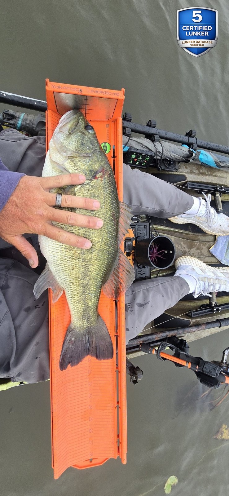 Largemouth Bass catch photo 3