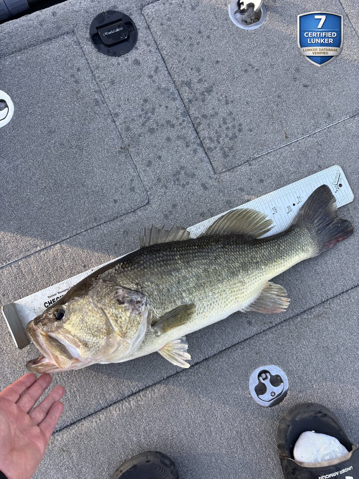 Largemouth Bass catch photo 3