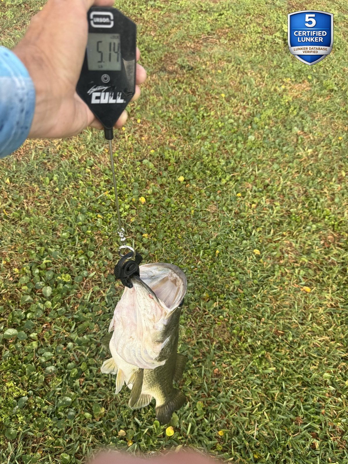 Largemouth Bass catch photo 1