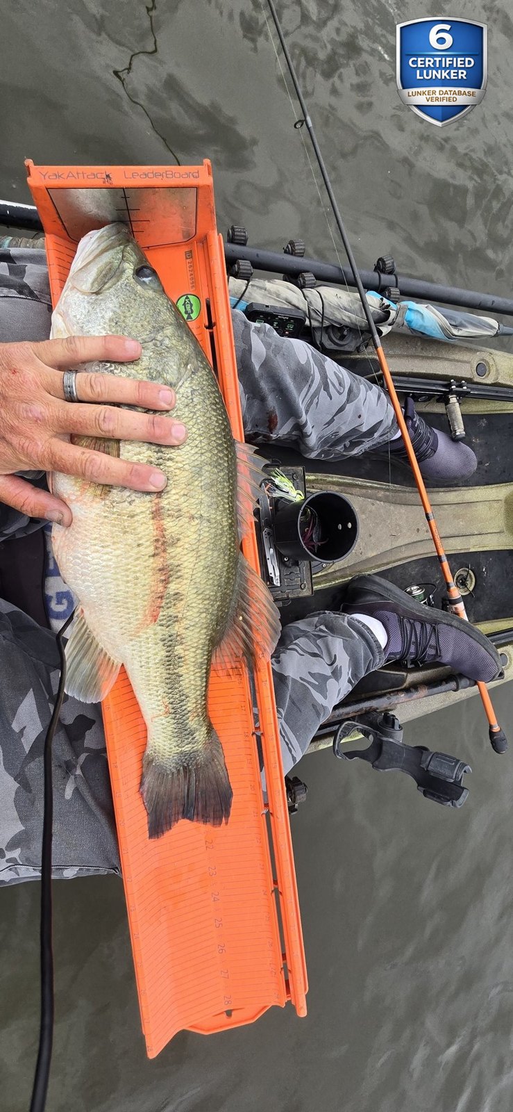 Largemouth Bass catch photo 3