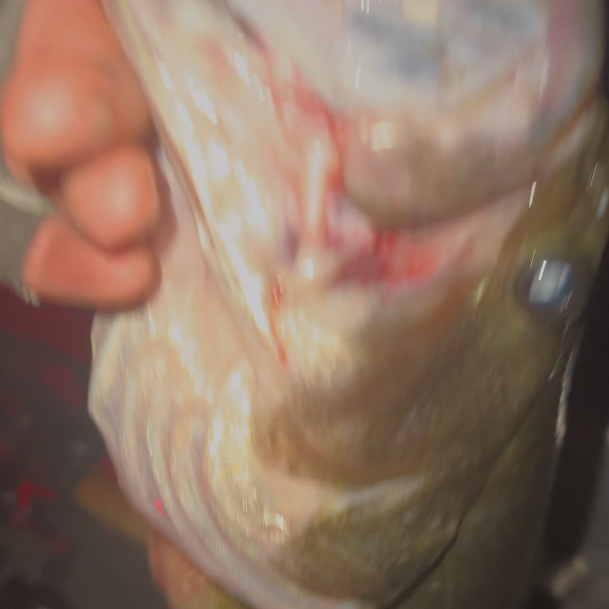 Largemouth Bass — 3 lbs