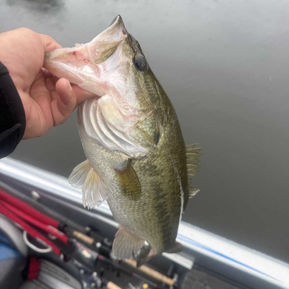 Largemouth Bass — 2 lbs 11 oz