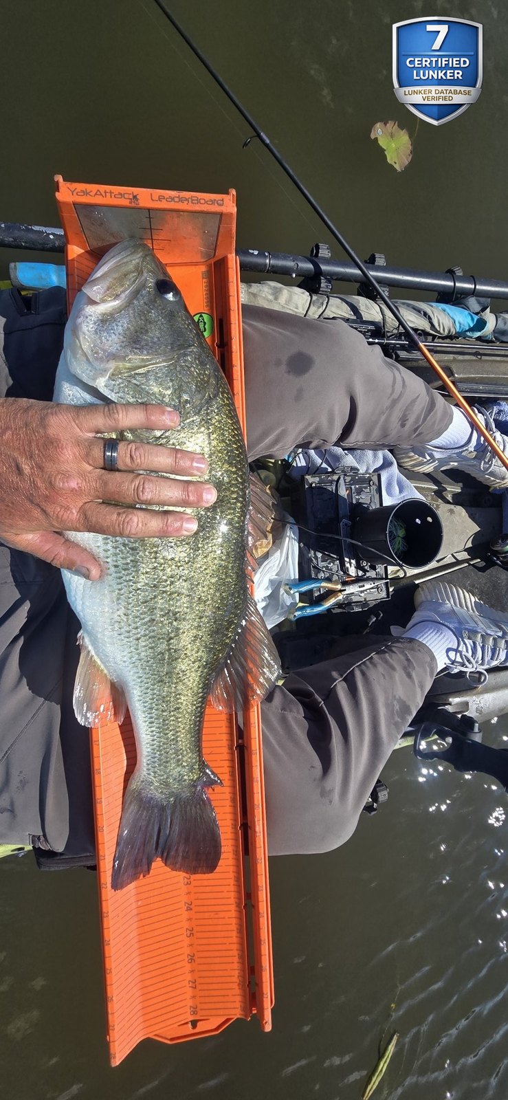 Largemouth Bass catch photo 3