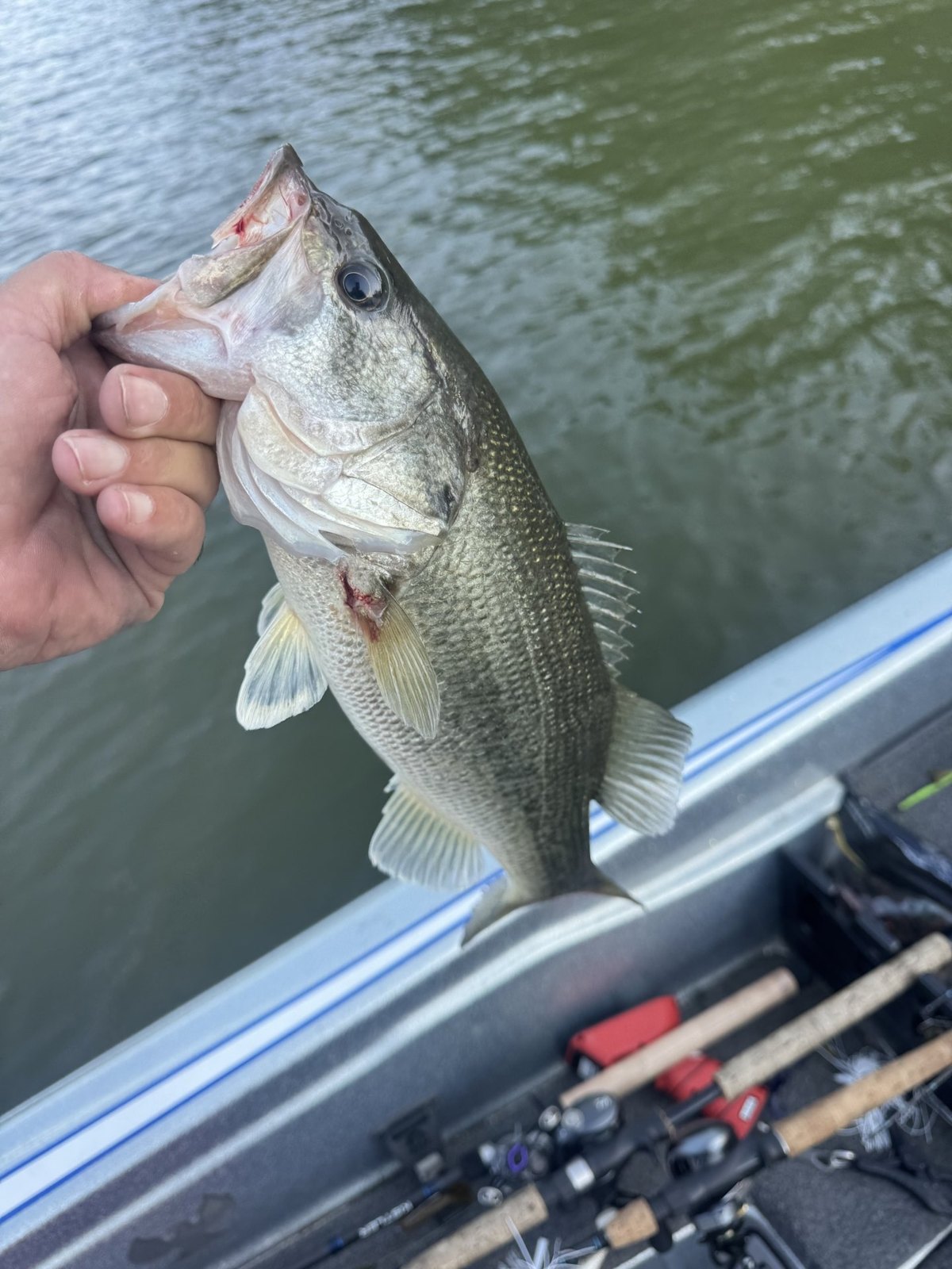 Largemouth Bass · 1 lbs 14 oz