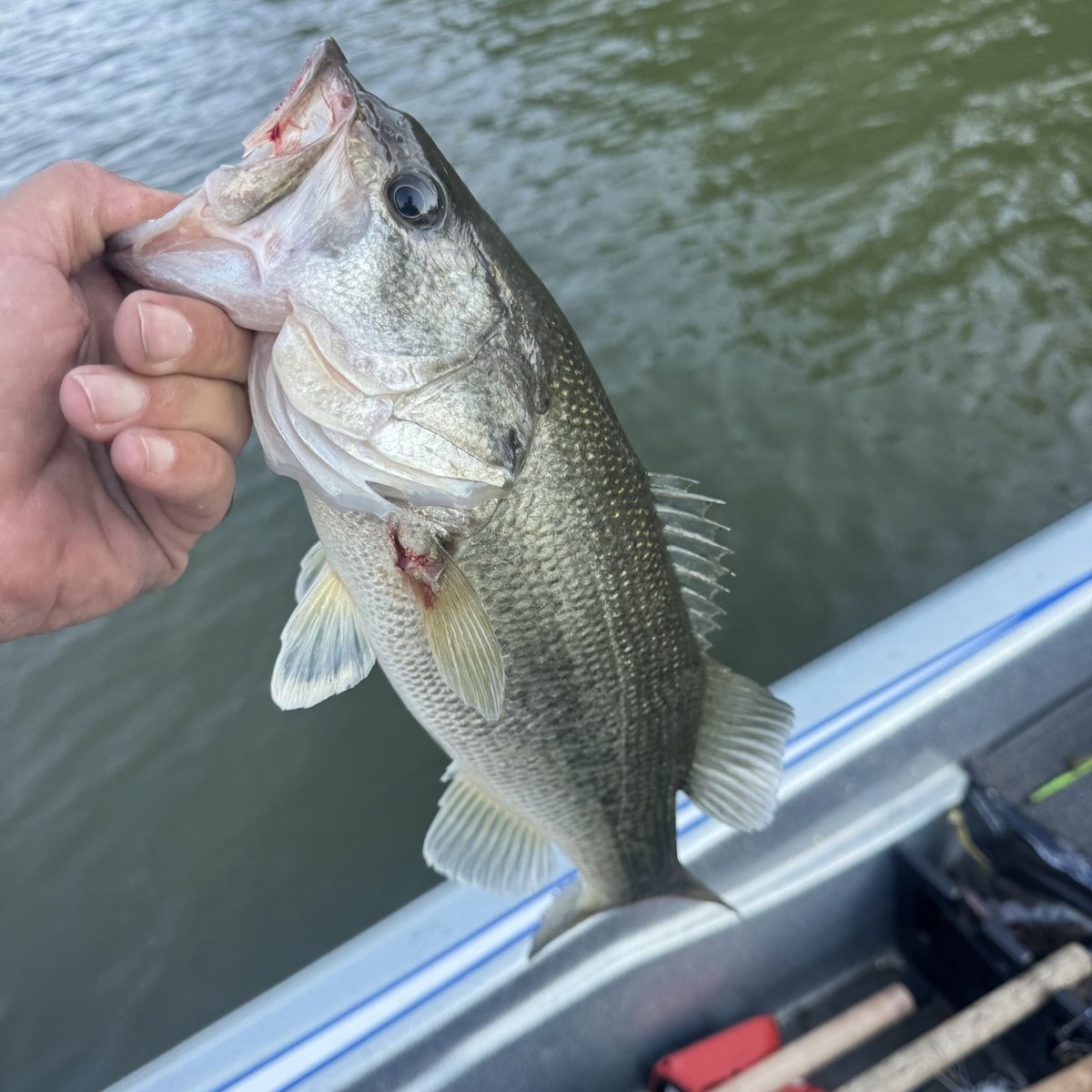 Largemouth Bass — 1 lbs 14 oz