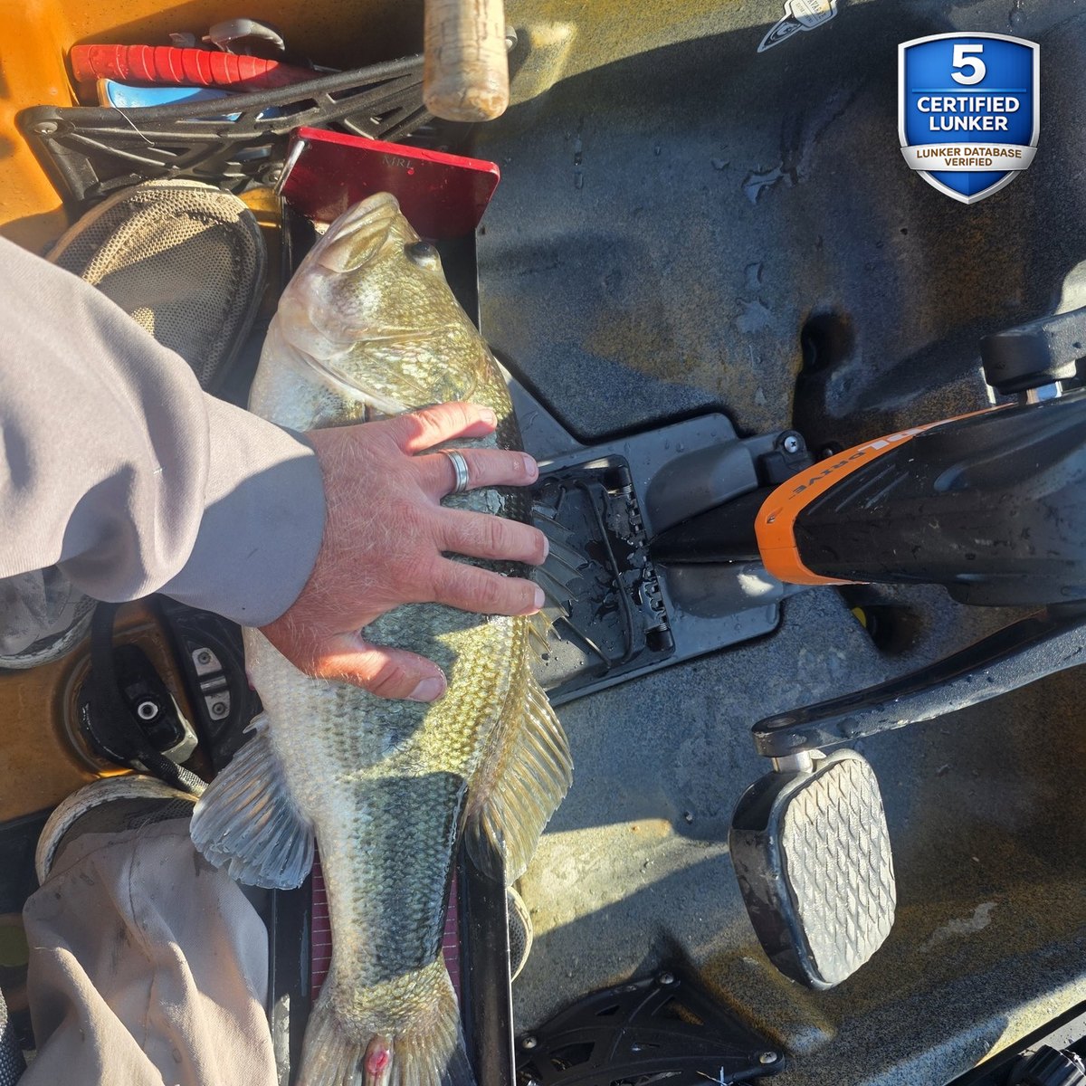 Largemouth Bass — 5 lbs 2 oz