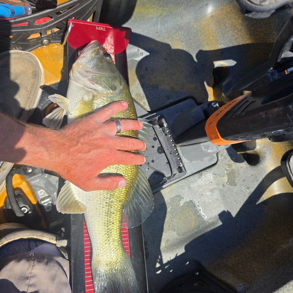 Largemouth Bass — 3 lbs 2 oz