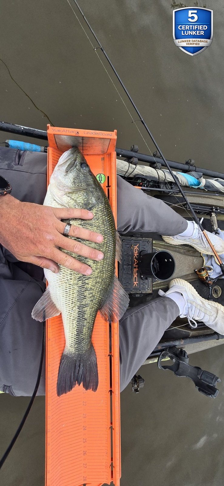 Largemouth Bass catch photo 3
