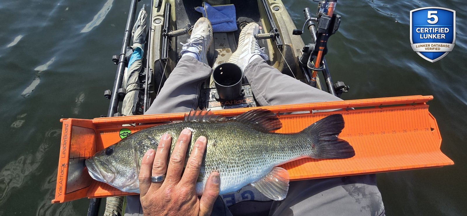 Largemouth Bass catch photo 3