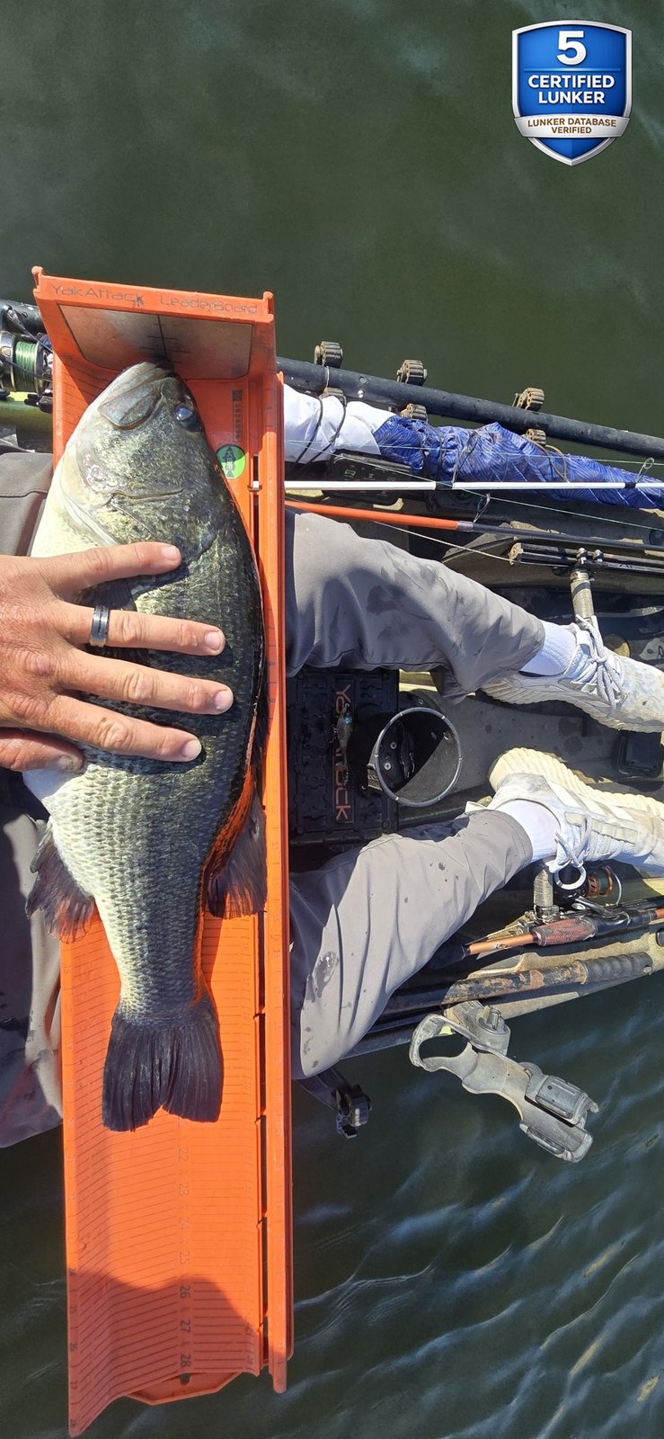 Largemouth Bass catch photo 3