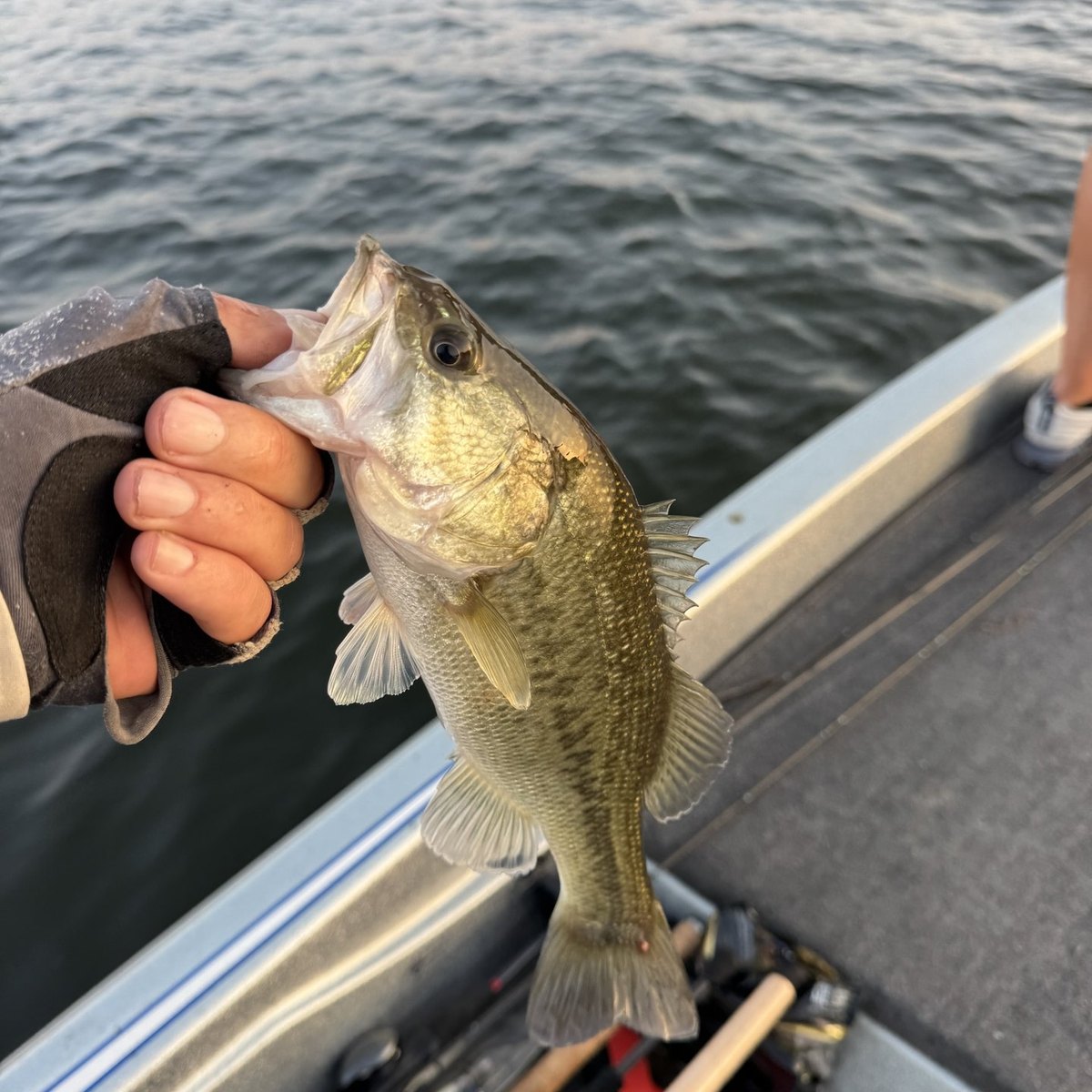 Largemouth Bass — 0 lbs 14 oz
