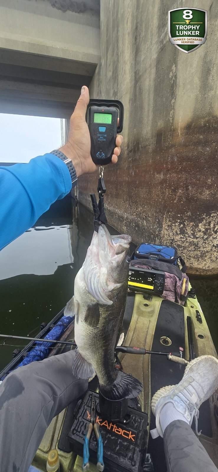 Largemouth Bass catch photo 2