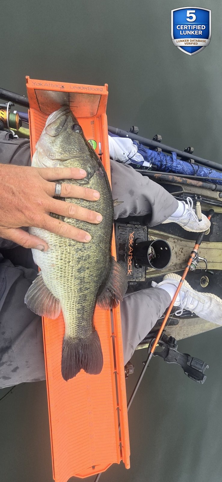 Largemouth Bass catch photo 3