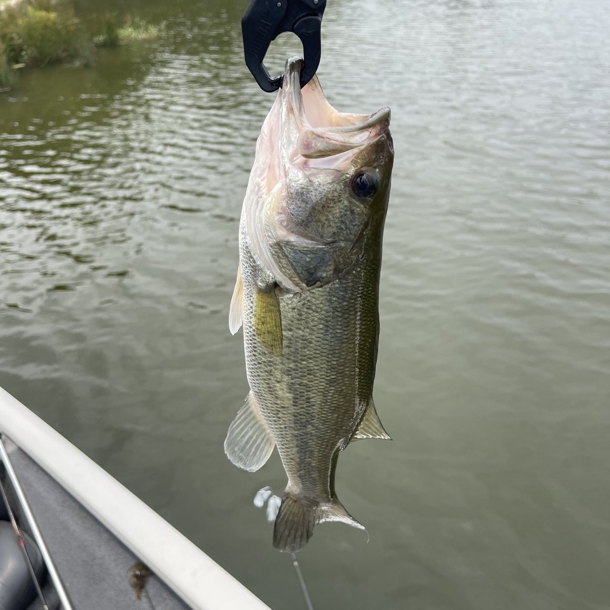 Largemouth Bass — 1 lbs 4 oz