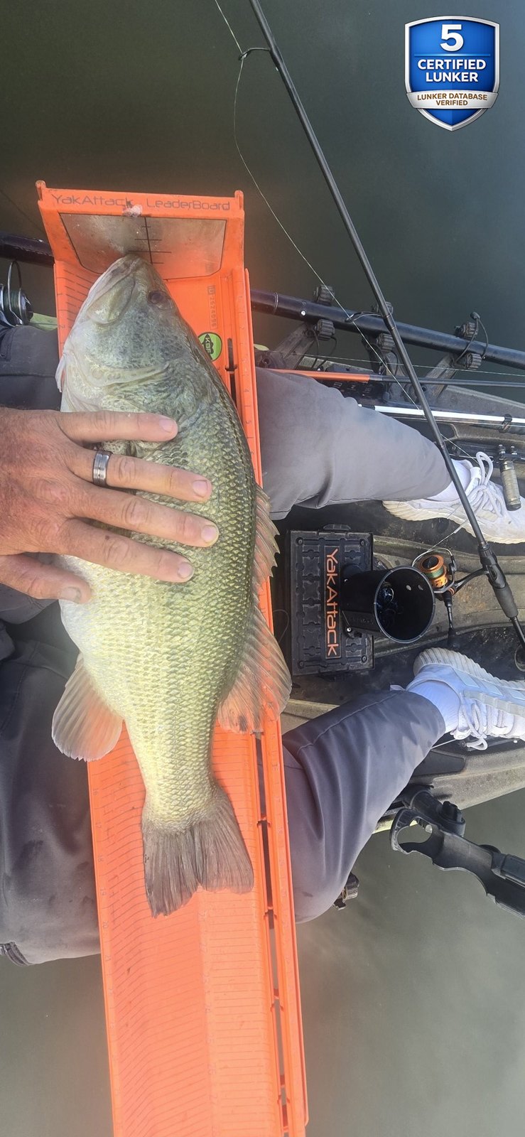 Largemouth Bass catch photo 3