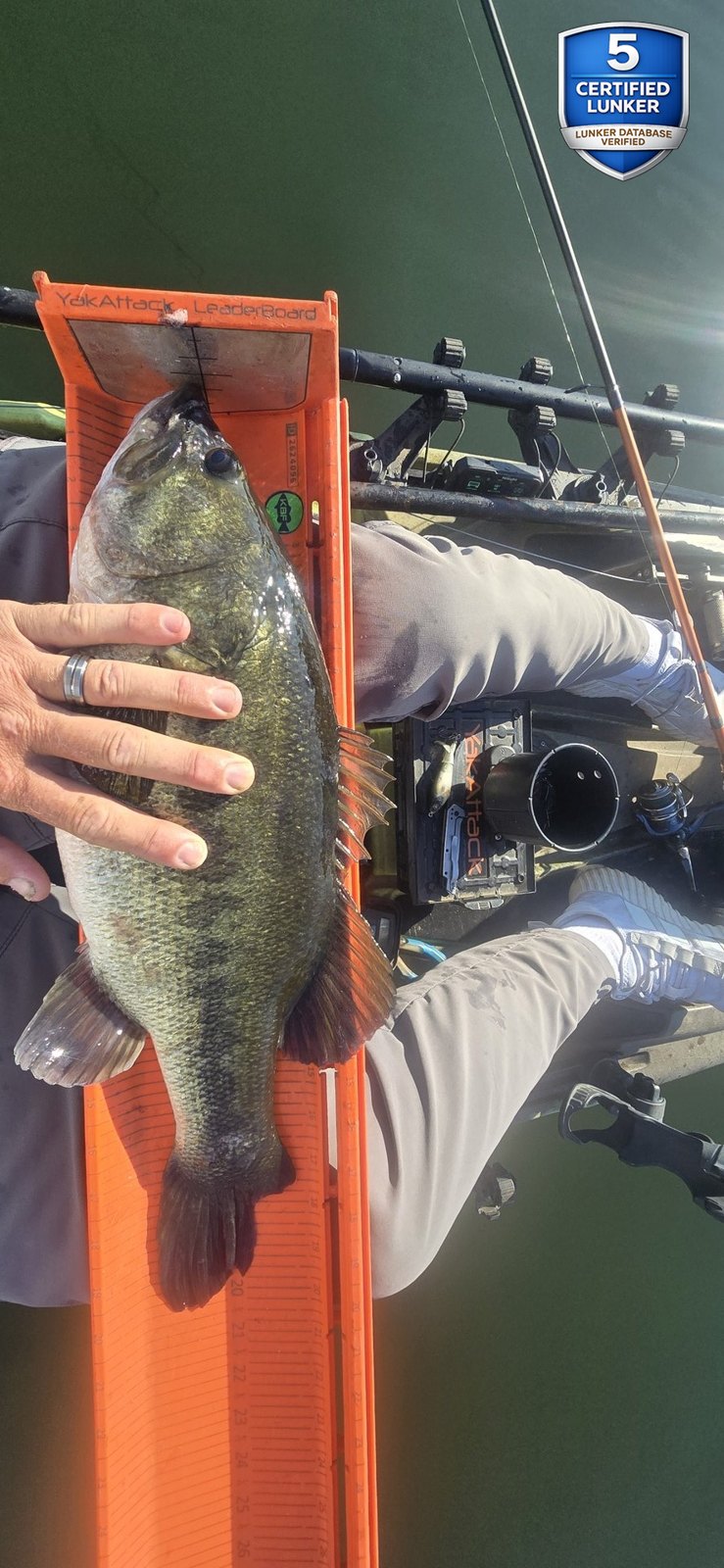 Largemouth Bass catch photo 3
