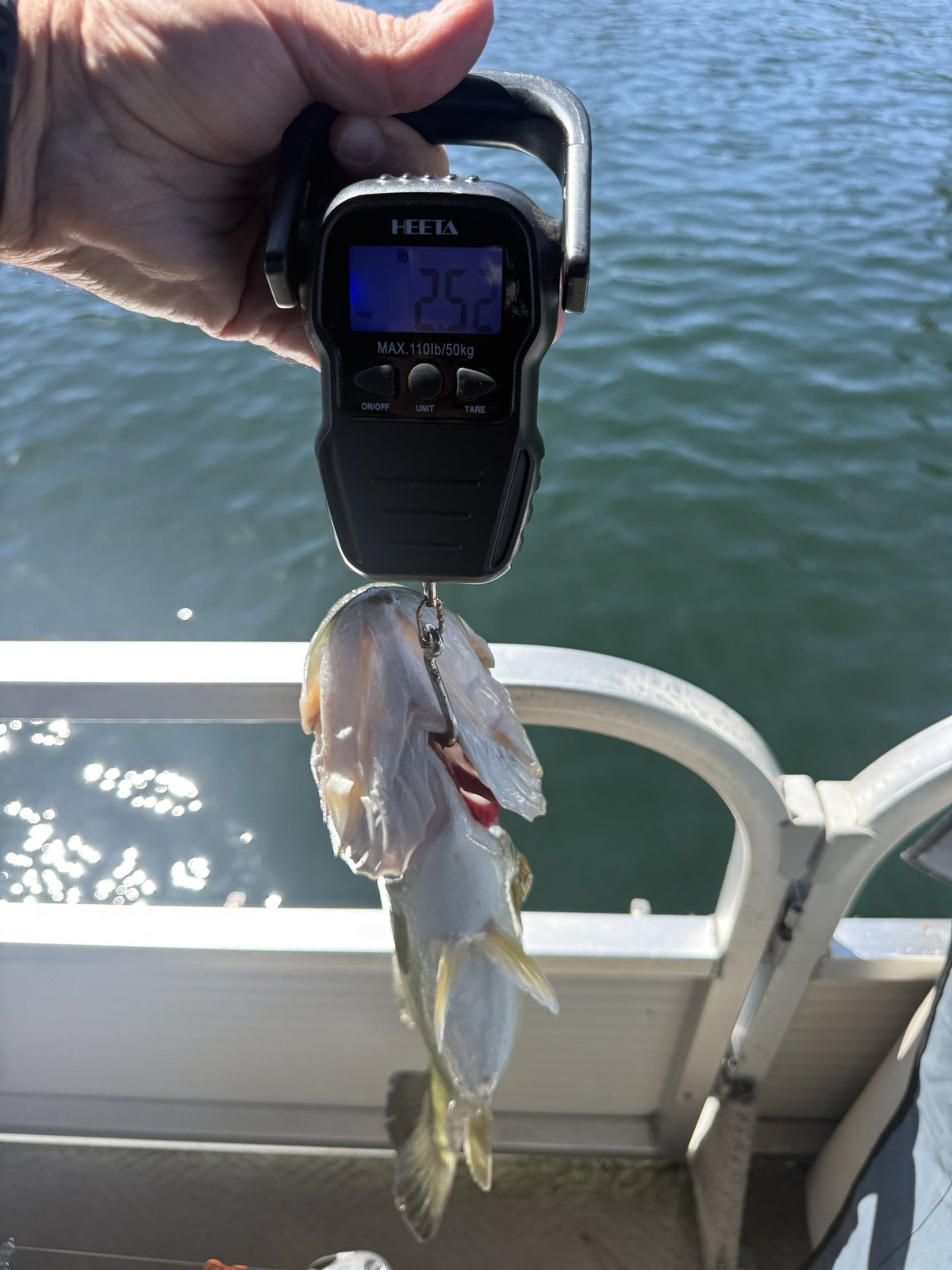 Largemouth Bass catch photo 2