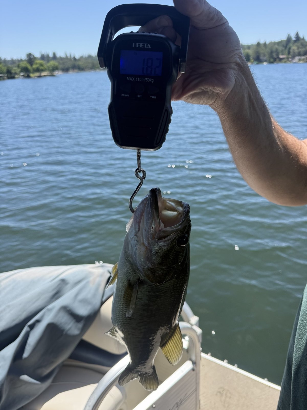 Largemouth Bass catch photo 2