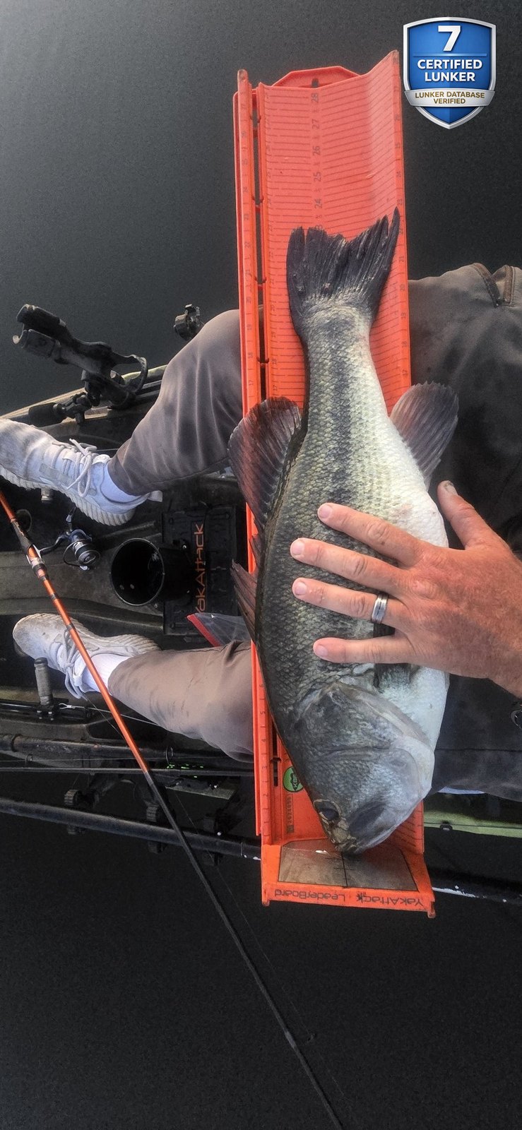 Largemouth Bass catch photo 3