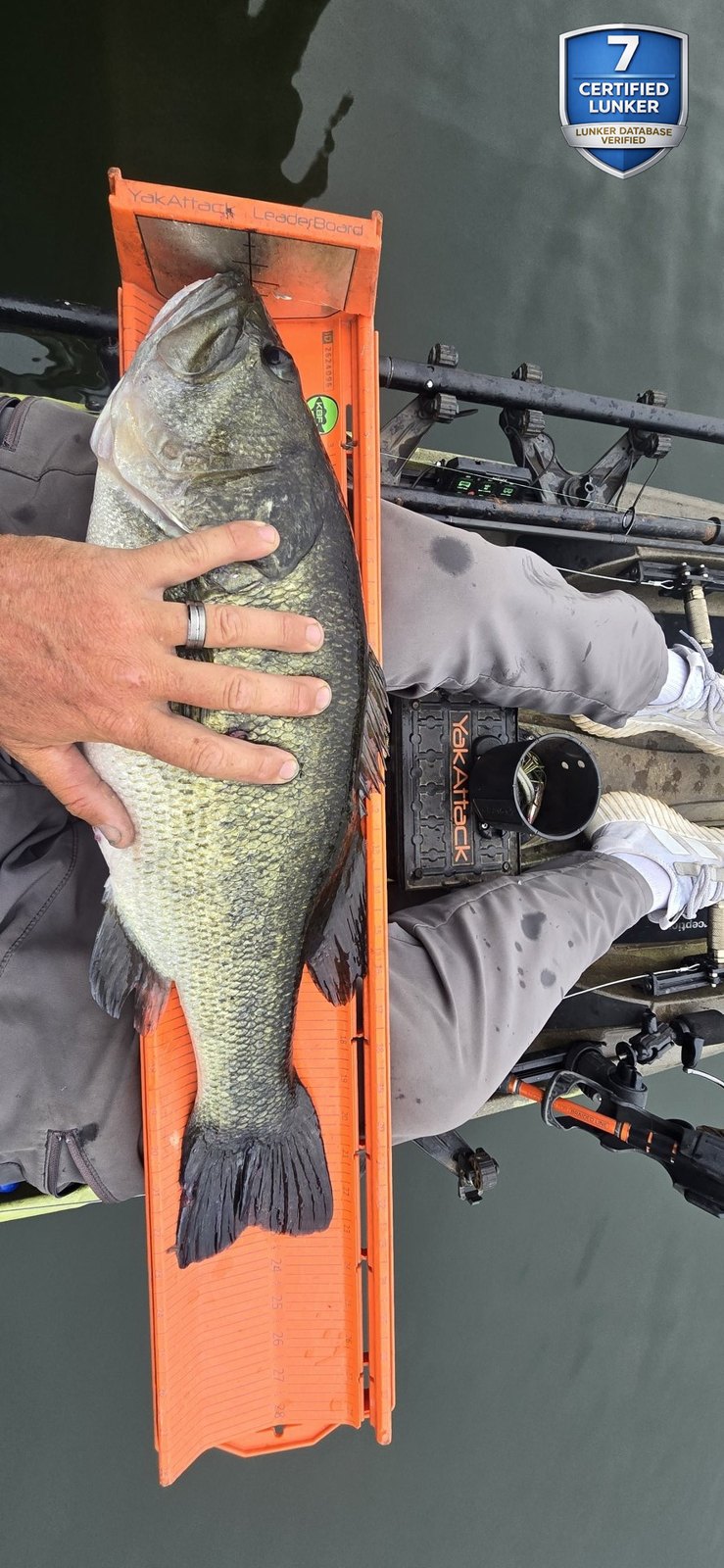 Largemouth Bass catch photo 3