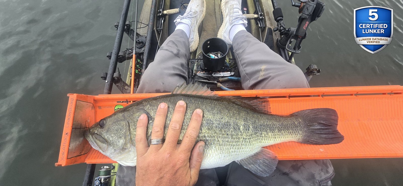 Largemouth Bass catch photo 3