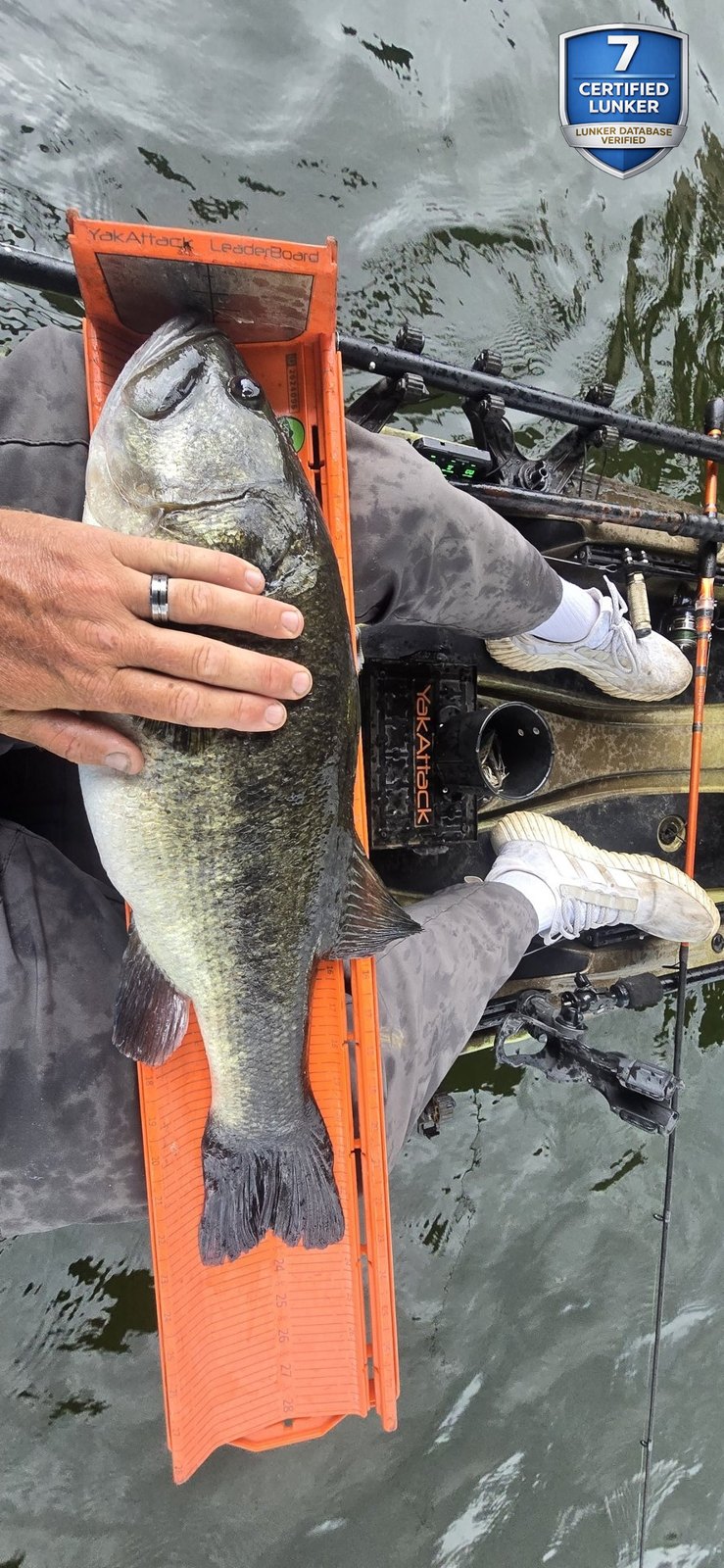 Largemouth Bass catch photo 3