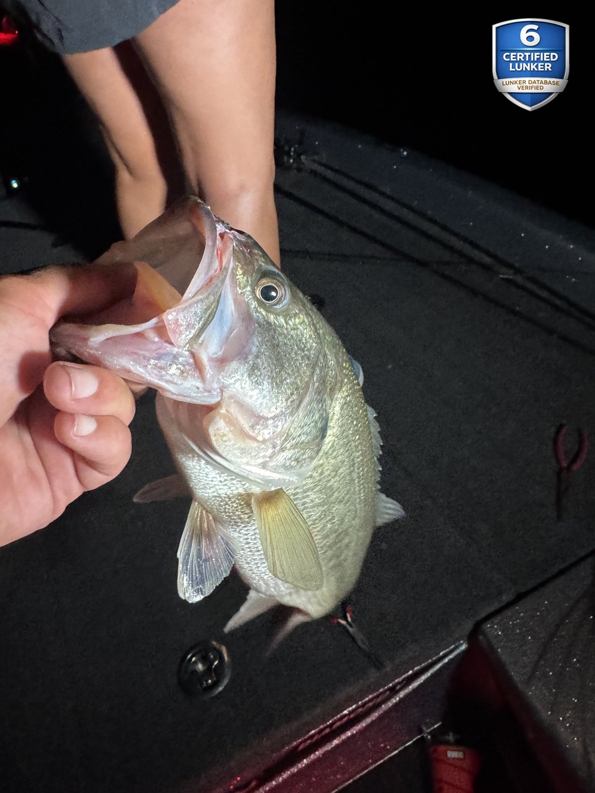 Largemouth Bass catch photo 1