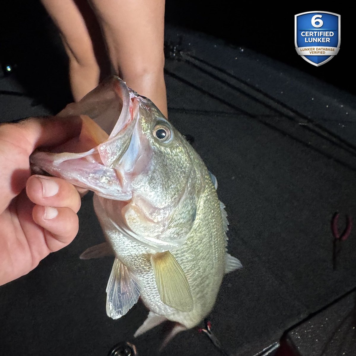 Largemouth Bass — 6 lbs 10 oz