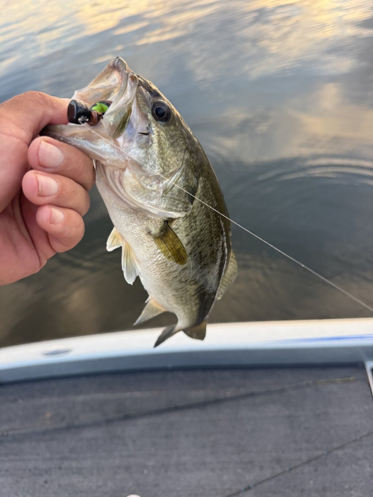 Largemouth Bass · 1 lbs