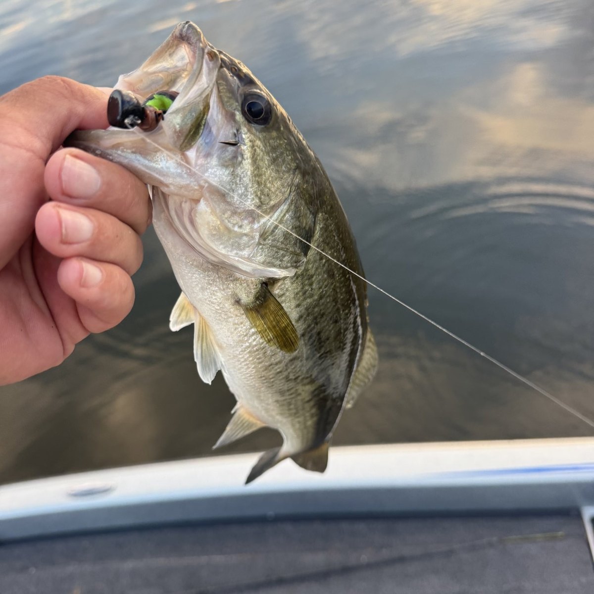Largemouth Bass — 1 lbs