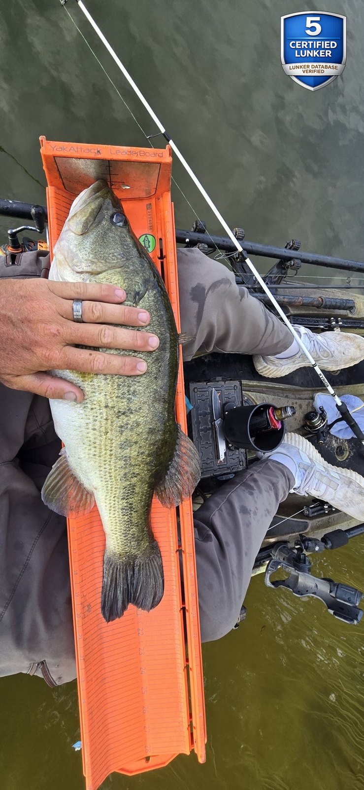 Largemouth Bass catch photo 3