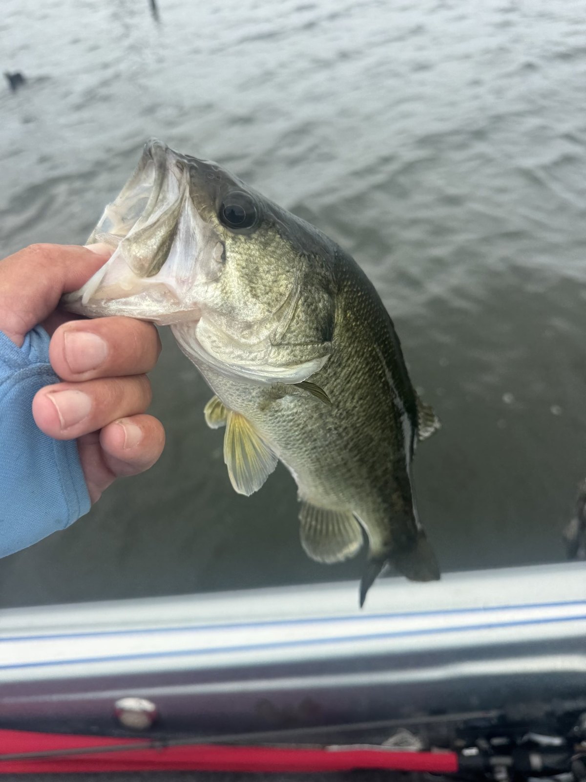 Largemouth Bass · 1 lbs